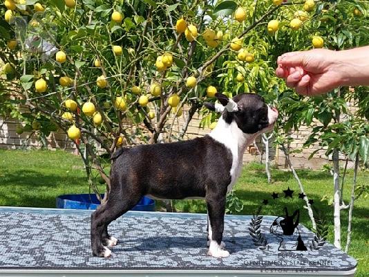 Boston Terrier
